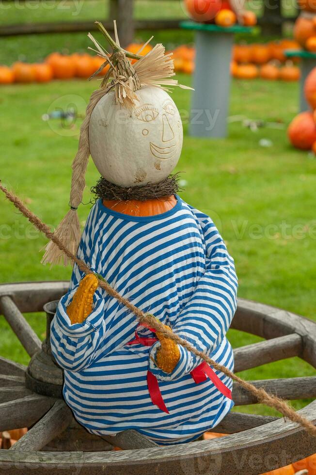 pumpkins in germany photo