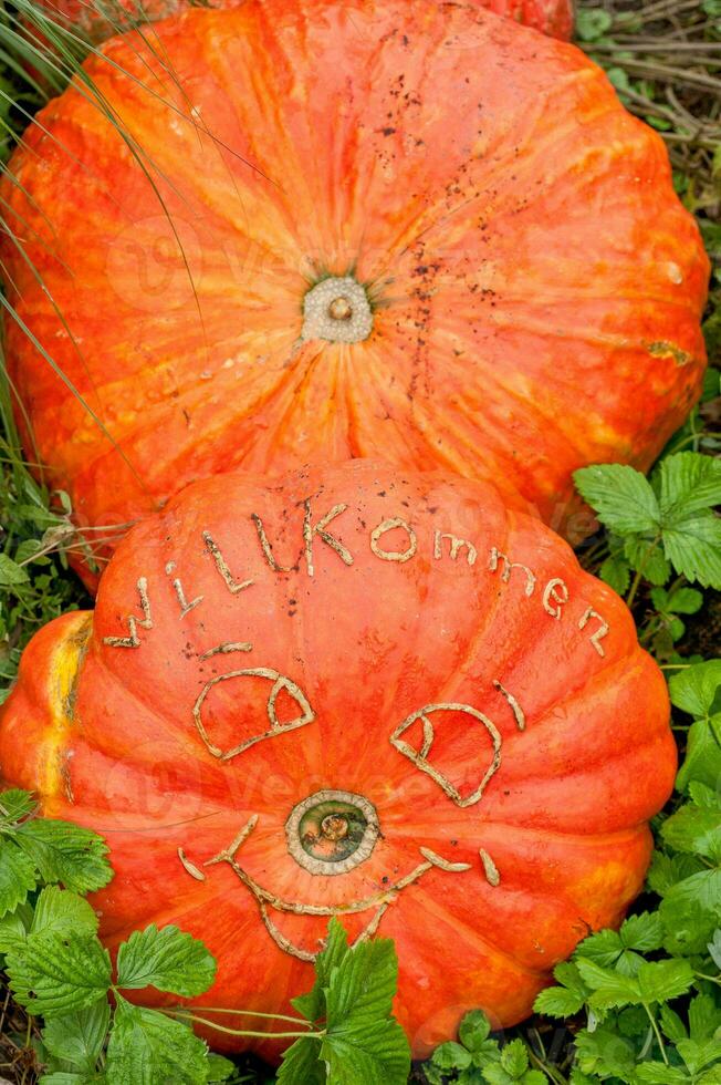 pumpkins in germany photo