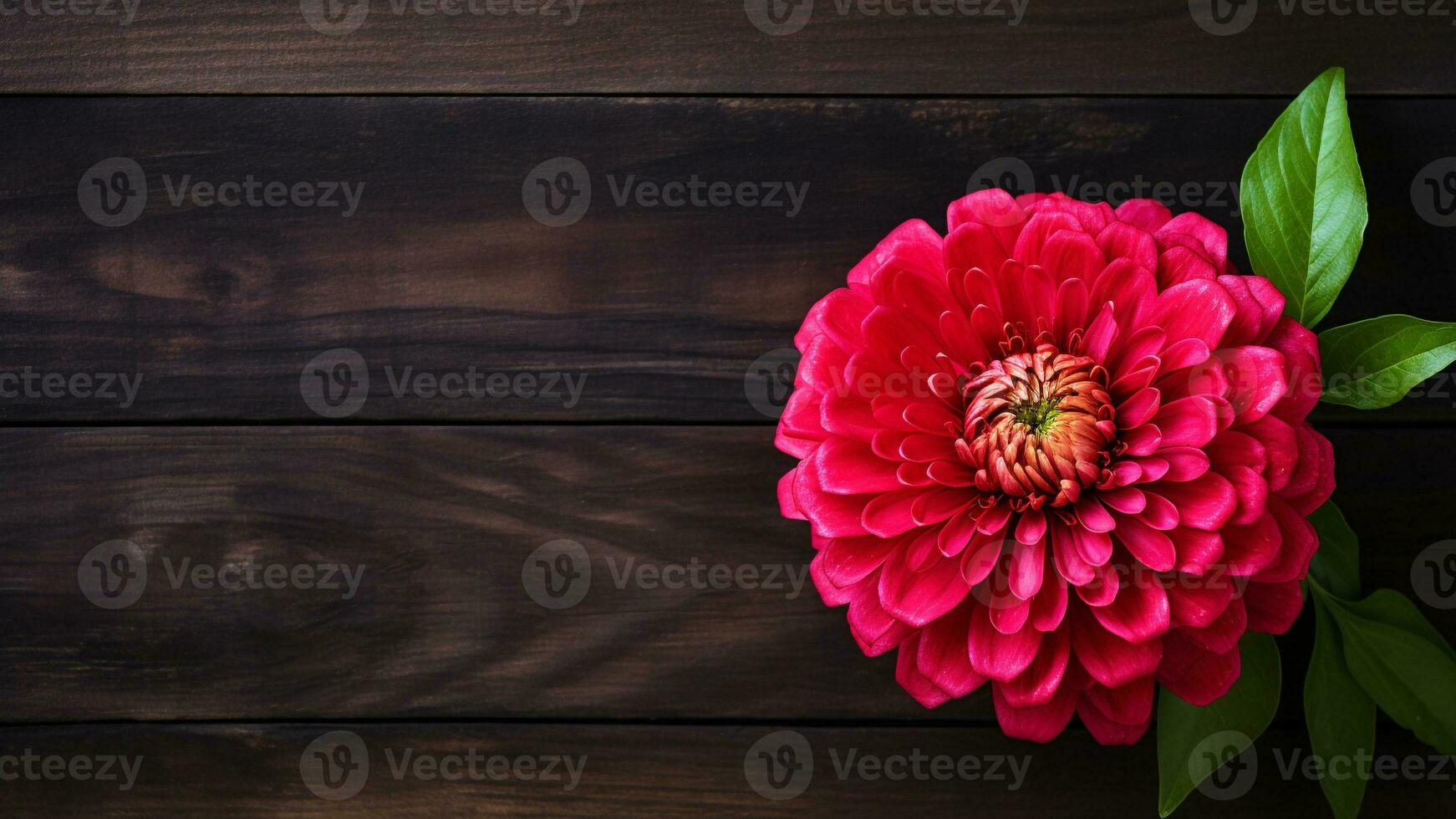 Zinnia Elegans Flower on Wood Background with Copy Space, AI Generative photo