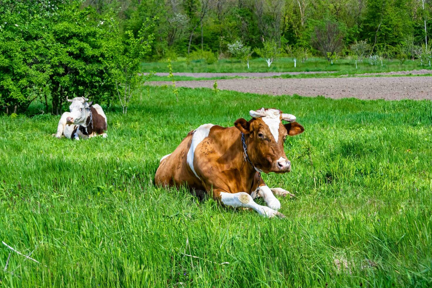 Photography on theme beautiful big milk cow grazes on green meadow under blue sky photo