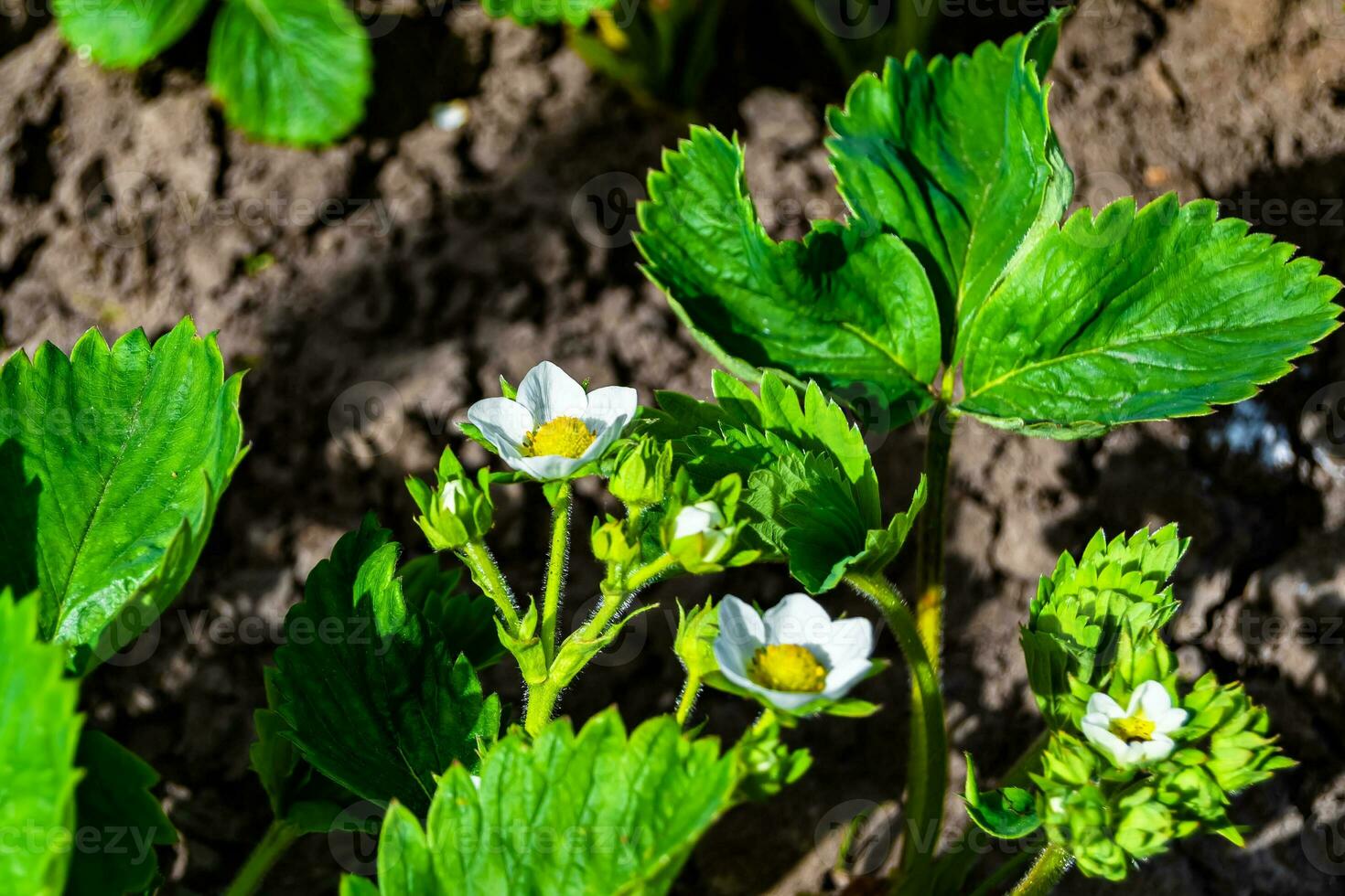 Photography on theme beautiful berry branch strawberry bush with natural leaves photo