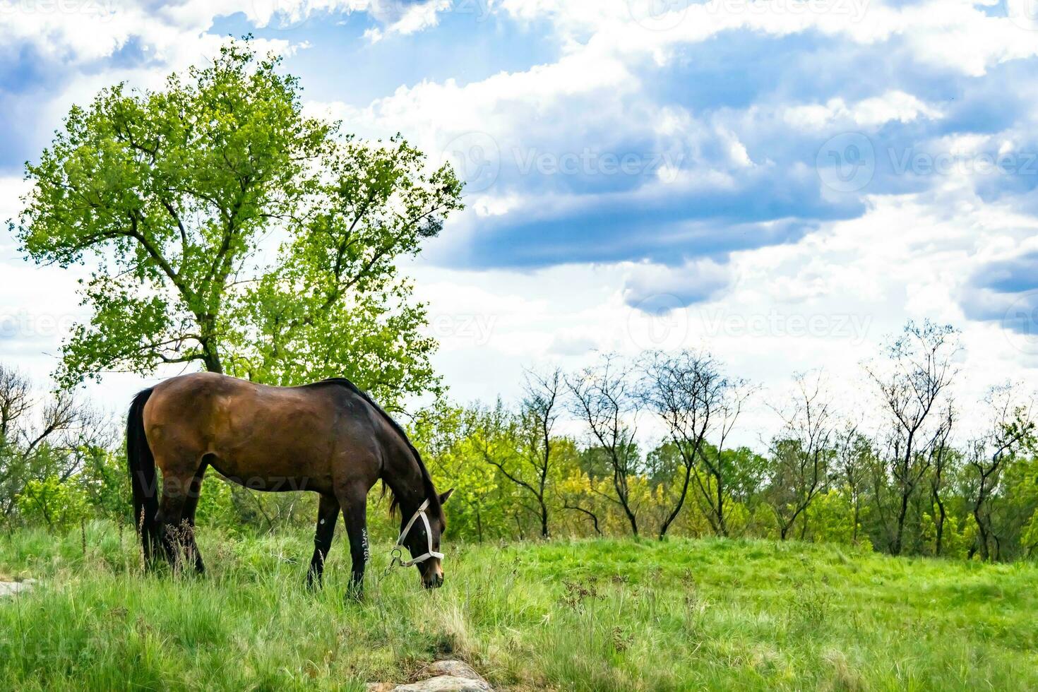 Beautiful wild brown horse stallion on summer flower meadow photo