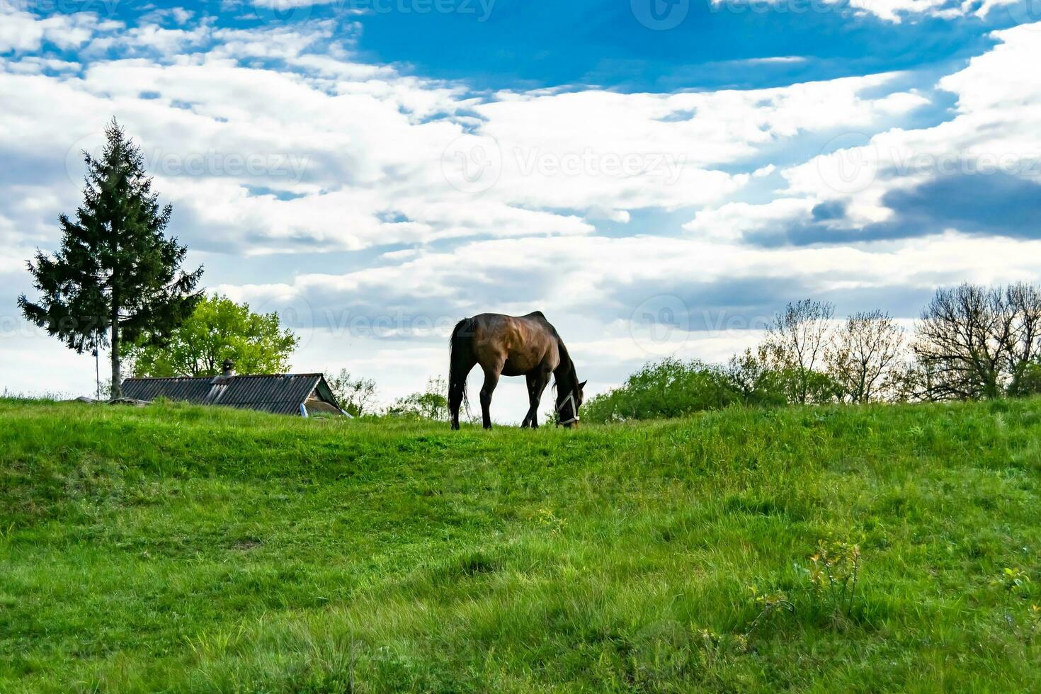 Beautiful wild brown horse stallion on summer flower meadow photo