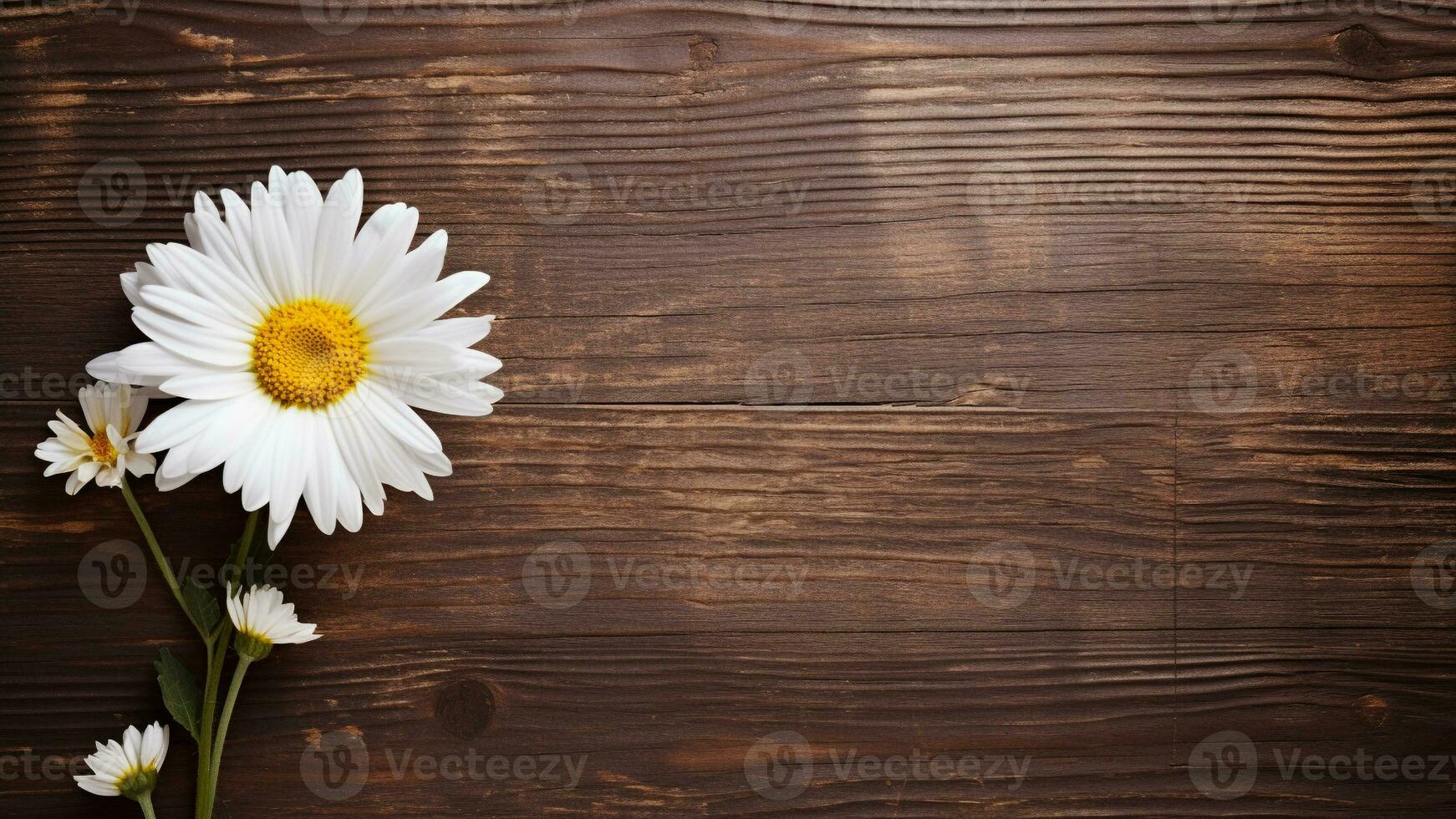Daisy Flower on Wood Background with Copy Space, AI Generative photo