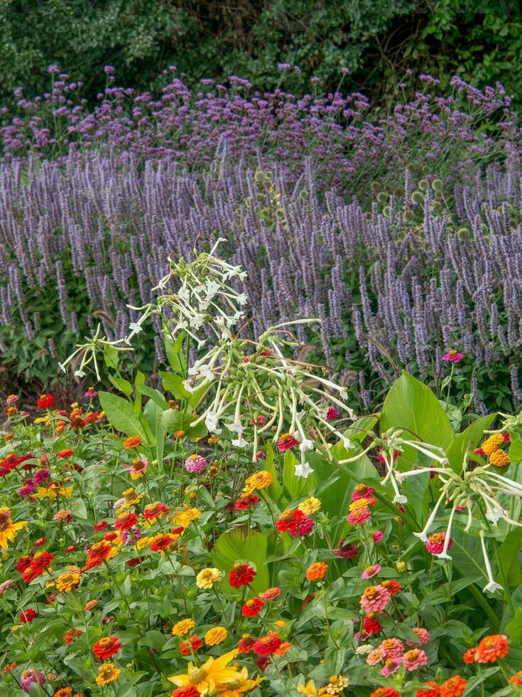 Flowers in Papenburg photo