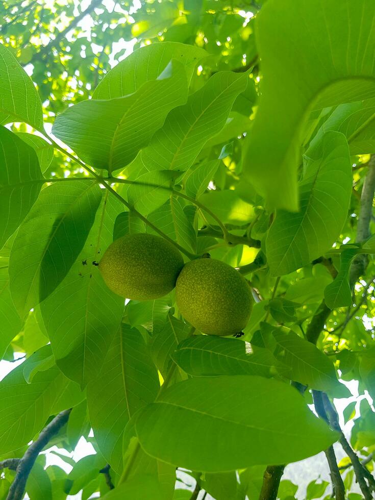 Fresh Walnuts in Green Husks on Tree Branch photo