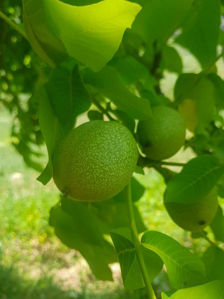 Green walnut on its branch photo