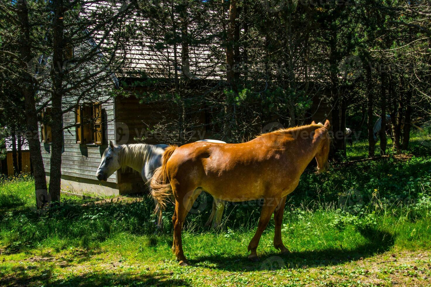 horses in countryside photo