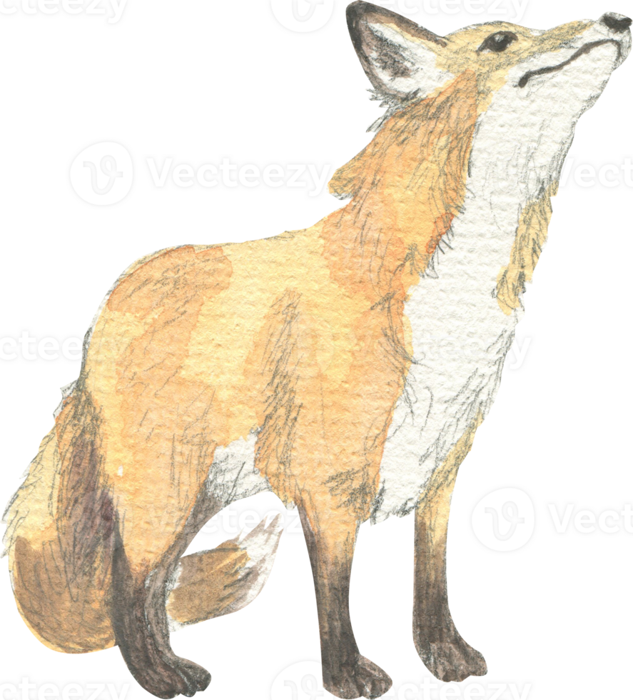 Drawing of a fox looking up, drawn in pencil and watercolorDrawing of a fox looking up, drawn in  watercolor png