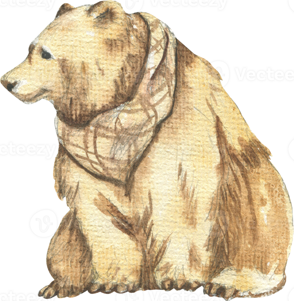 Drawing of a sitting bear in watercolor png