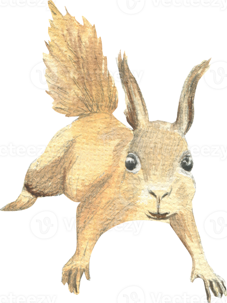 The drawing of a squirrel running forward is drawn in  watercolor png