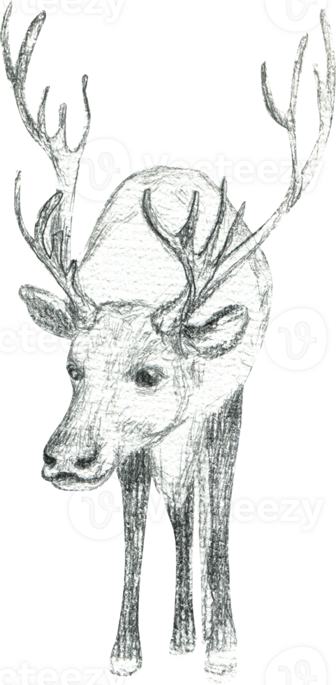 Drawing of a deer with large antlers in pencil png
