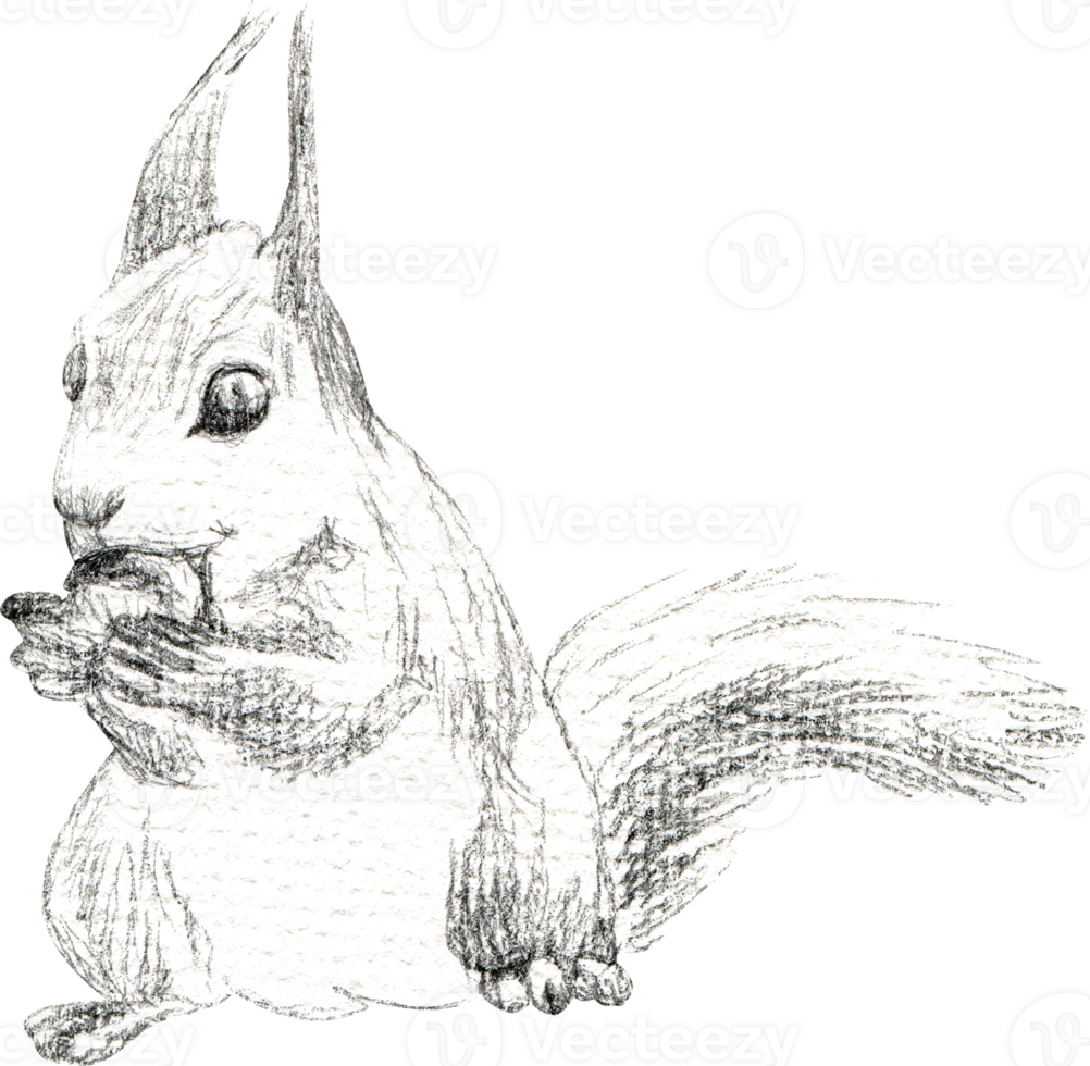 The drawing of a squirrel gnawing a nut was made in pencil png