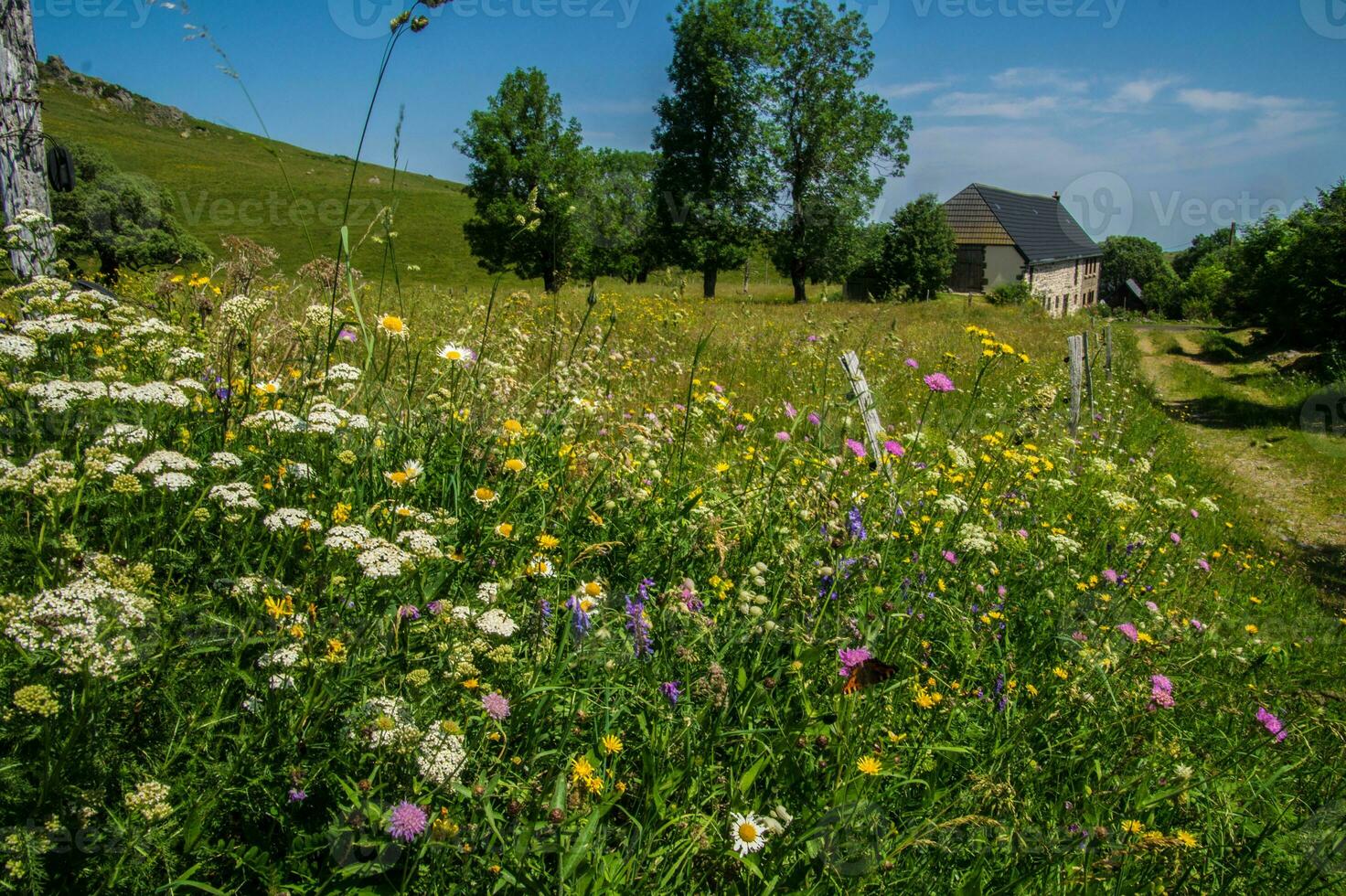 park naturel regional des volcans d'auvergne photo