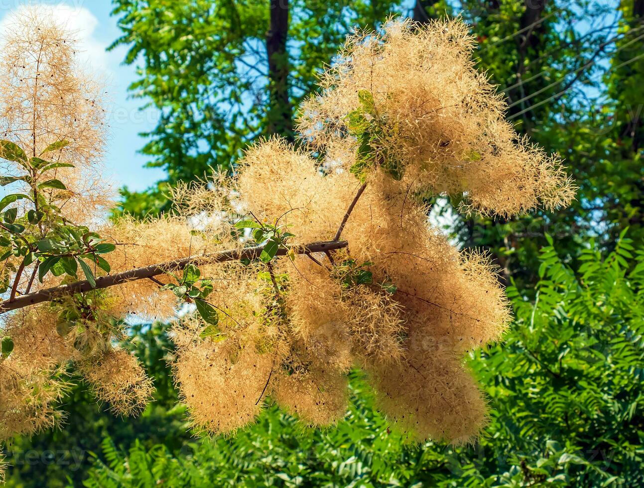 cotino coggygria, rhus cotino, árbol de humo, fumar árbol, fumar arbusto, o tintorero zumaque es un especies de floración planta. natural verde y rosado flor antecedentes foto