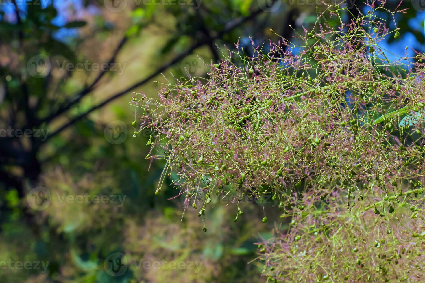 Cotinus coggygria, rhus cotinus, smoketree, smoke tree, smoke bush, or dyer's sumach is a species of flowering plant. Natural green and pink flower background photo