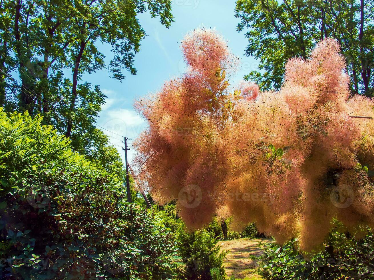 Cotinus coggygria, rhus cotinus, smoketree, smoke tree, smoke bush, or dyer's sumach is a species of flowering plant. Natural green and pink flower background photo