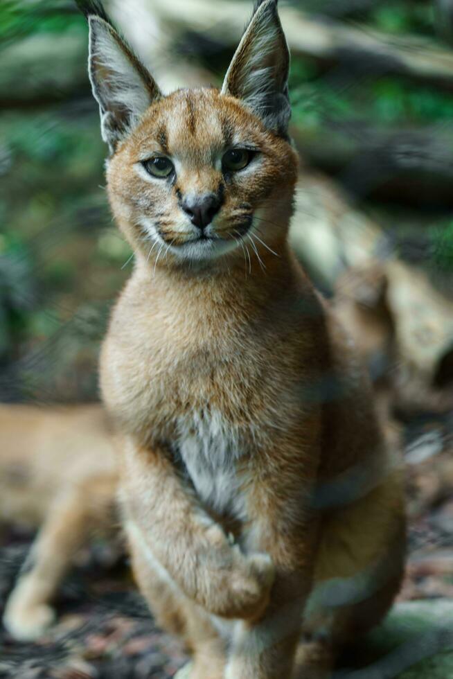 Portrait of Caracal in zoo photo