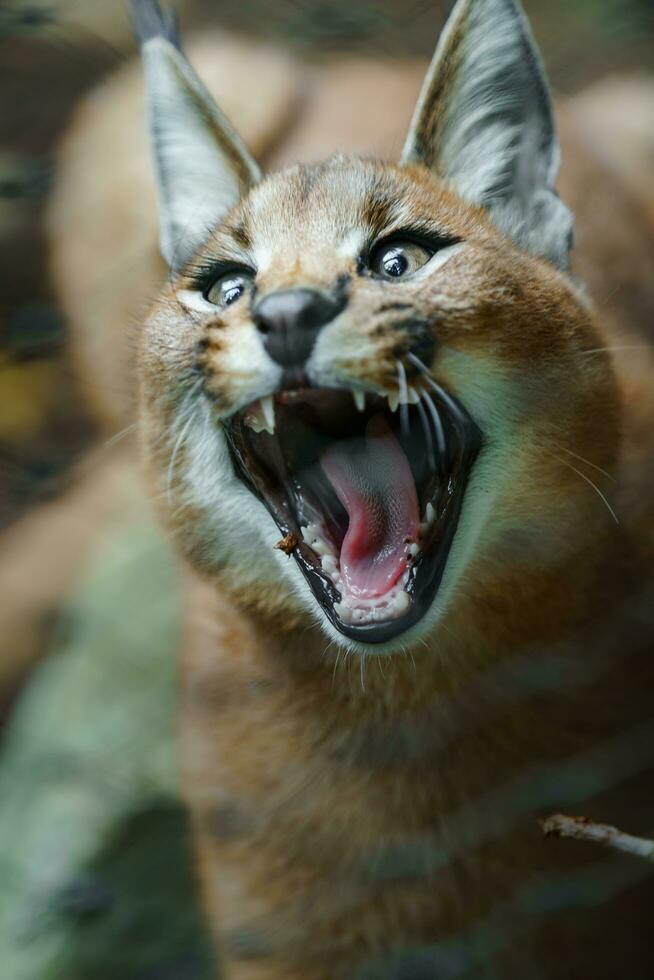 Portrait of Caracal in zoo photo