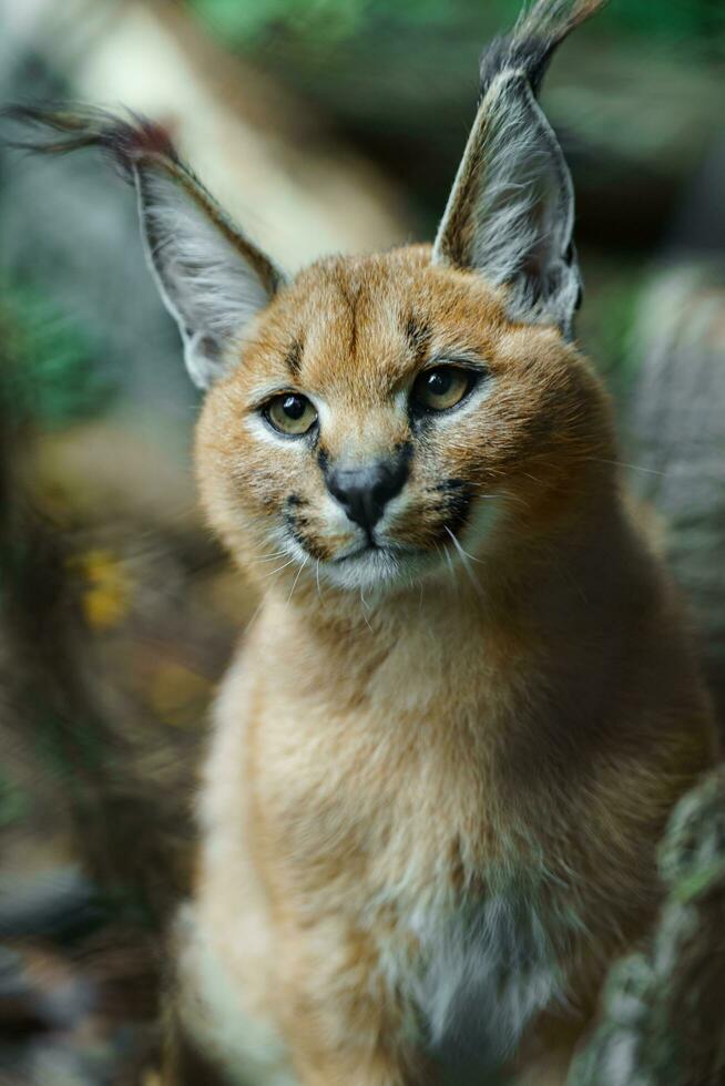 Portrait of Caracal in zoo photo