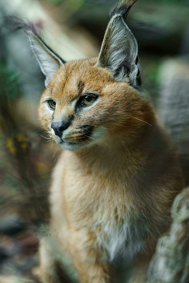 Portrait of Caracal in zoo photo
