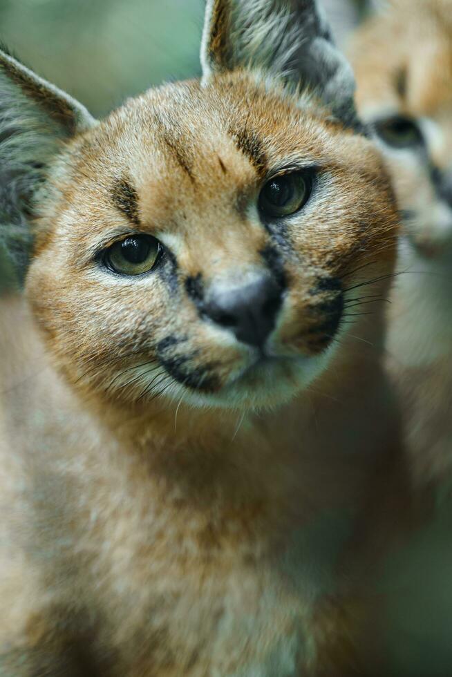 Portrait of Caracal in zoo photo