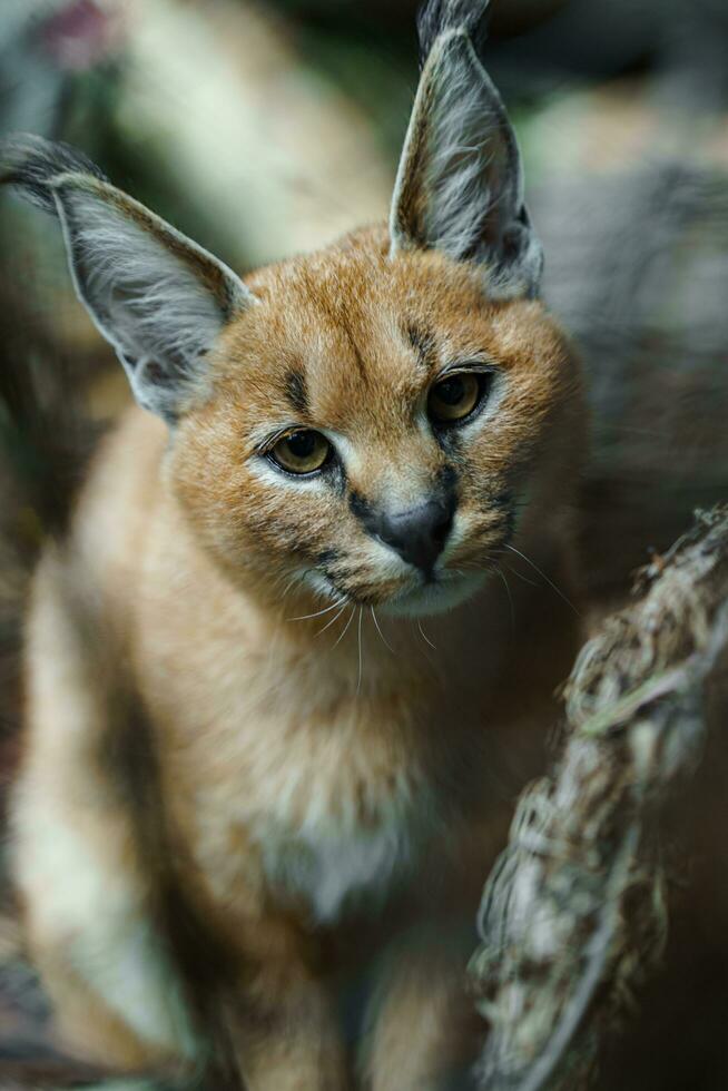 Portrait of Caracal in zoo photo