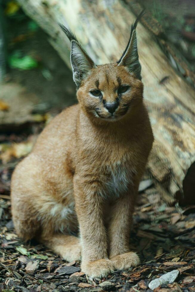 Portrait of Caracal in zoo photo