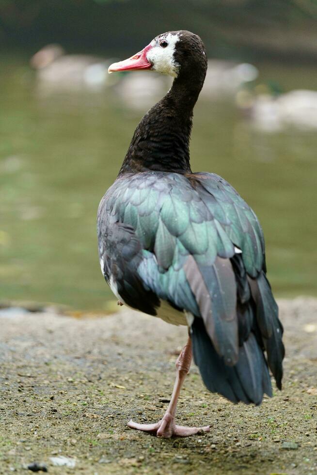 Northern Spur winged Goose in zoo photo