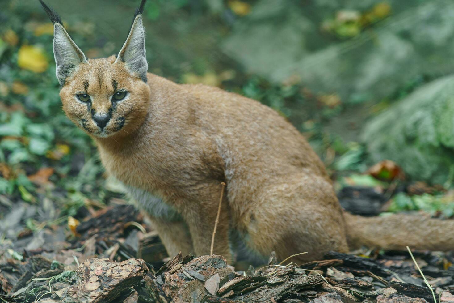 Portrait of Caracal in zoo photo