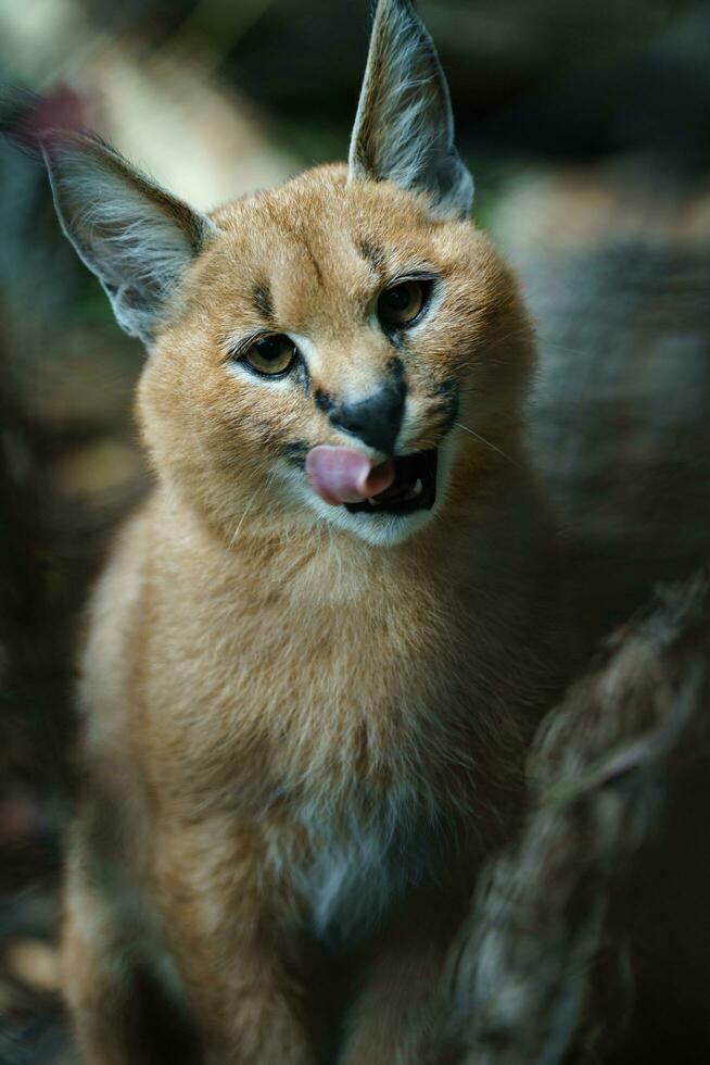 Portrait of Caracal in zoo photo