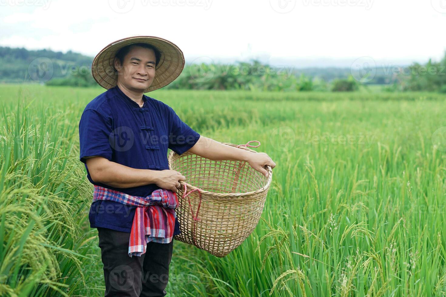 Asian man farmer is at paddy field, hold basket to get rid of weeds, inspects insects, growth and diseases of rice plants. Concept, agriculture occupation. Organic farming photo