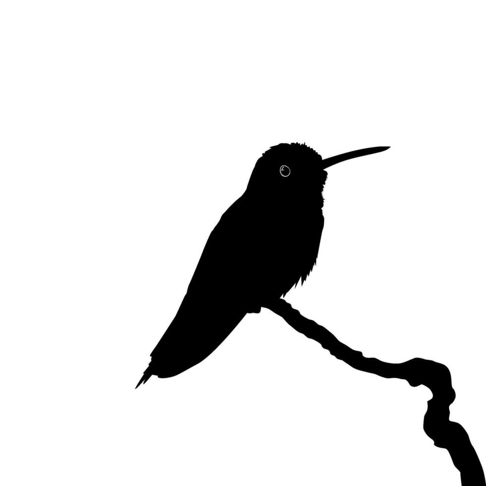 Perched Hummingbird Silhouette, can use Art Illustration, Website, Logo Gram, Pictogram or Graphic Design Element. Vector Illustration