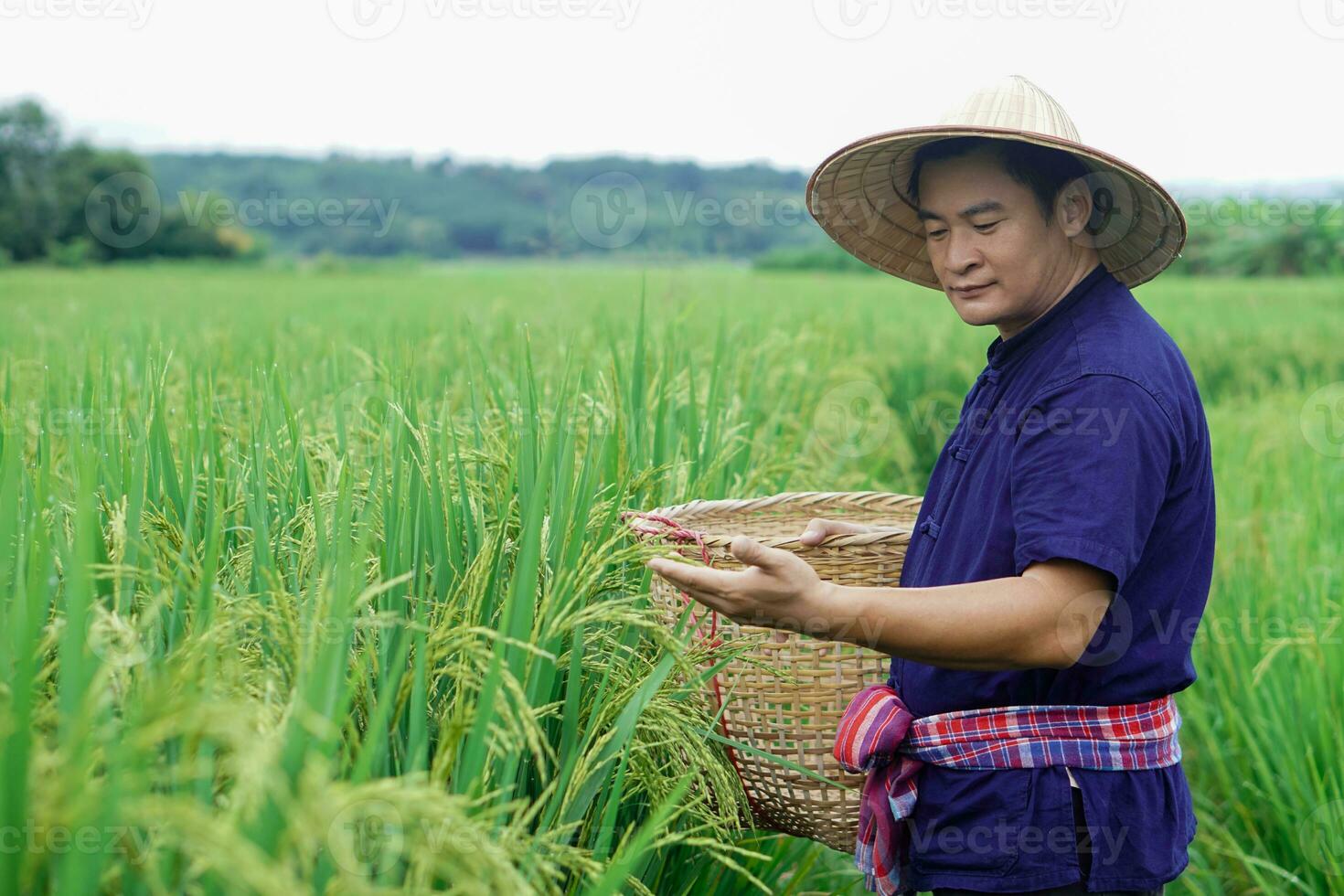 Asian man farmer is at paddy field, hold basket to get rid of weeds, inspects insects, growth and diseases of rice plants. Concept, agriculture occupation. Organic farming photo