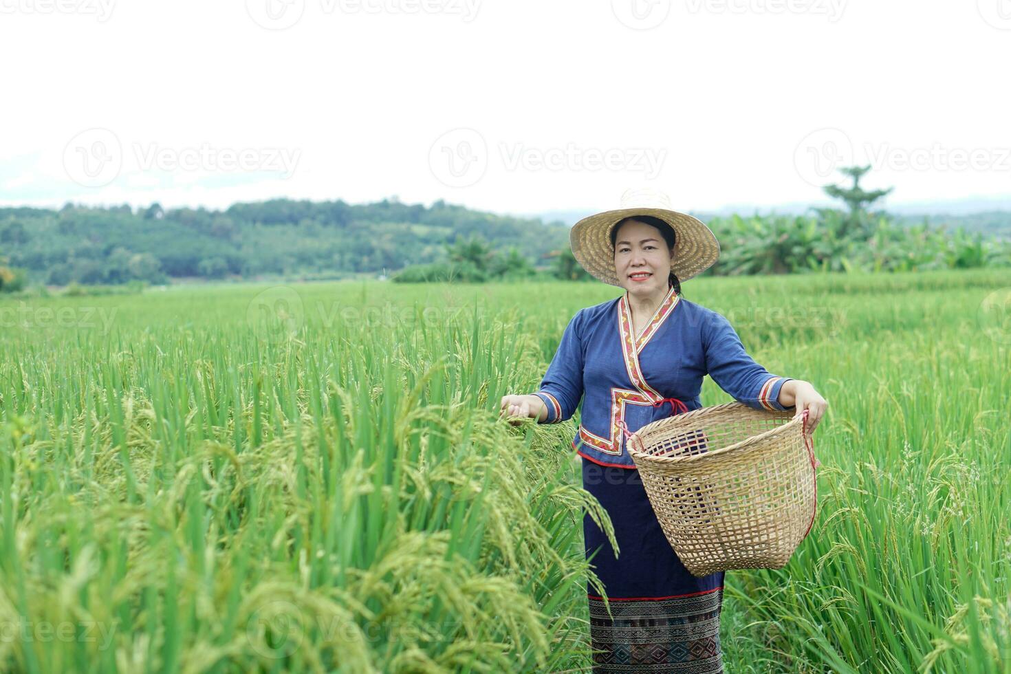 Beautiful Asian woman farmer is at paddy field, holds basket, visit and take care rice plants after growing and waiting to harvest. Concept, Agricultural lifestyle. Organic farming. Thai farmer. photo