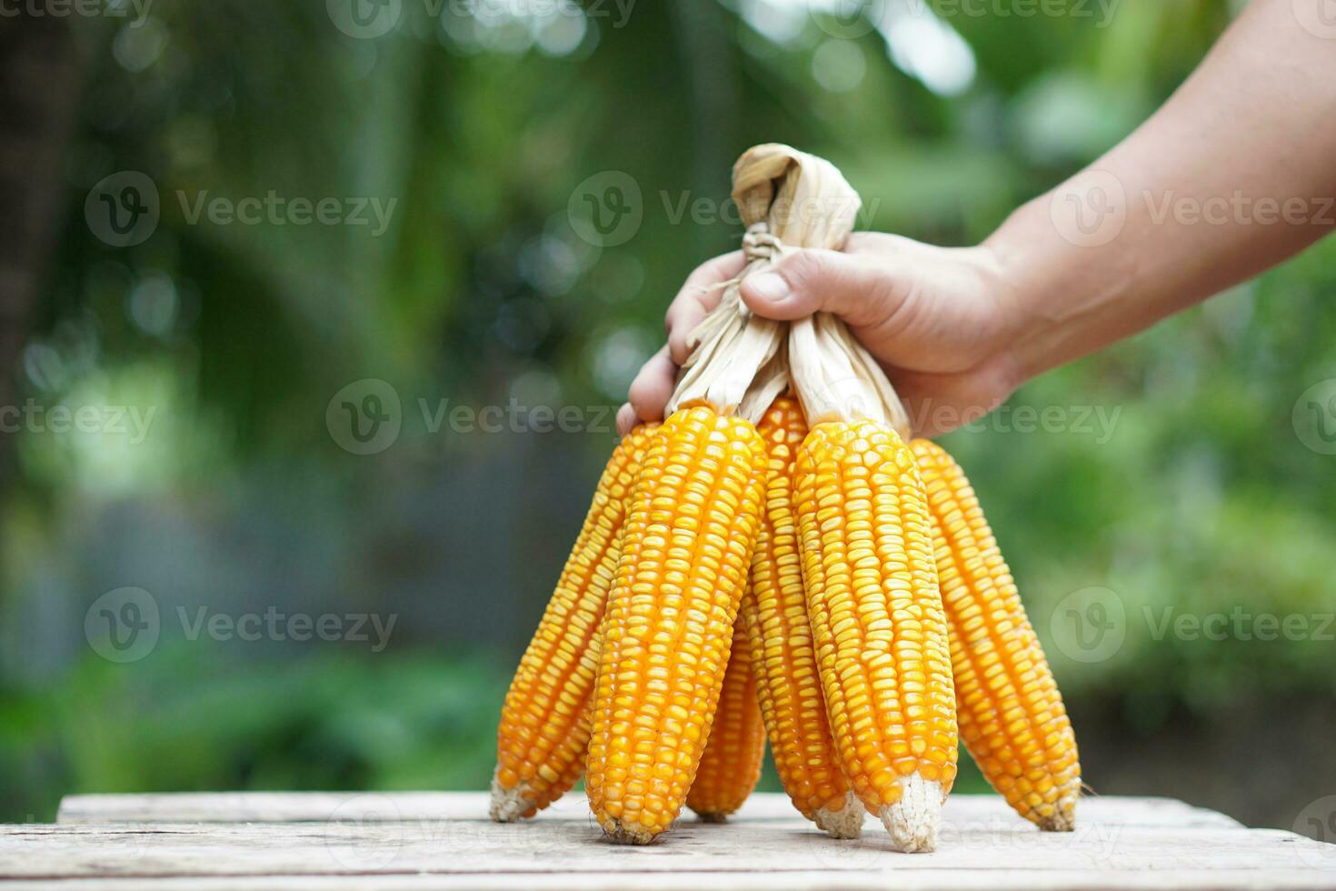 Close up hand hold dried corns or maizes, peeled off and tied peels. Outdoor nature background. Concept, economic agriculture crops in Thailand. Maizes are used as material for producing animal feed. photo