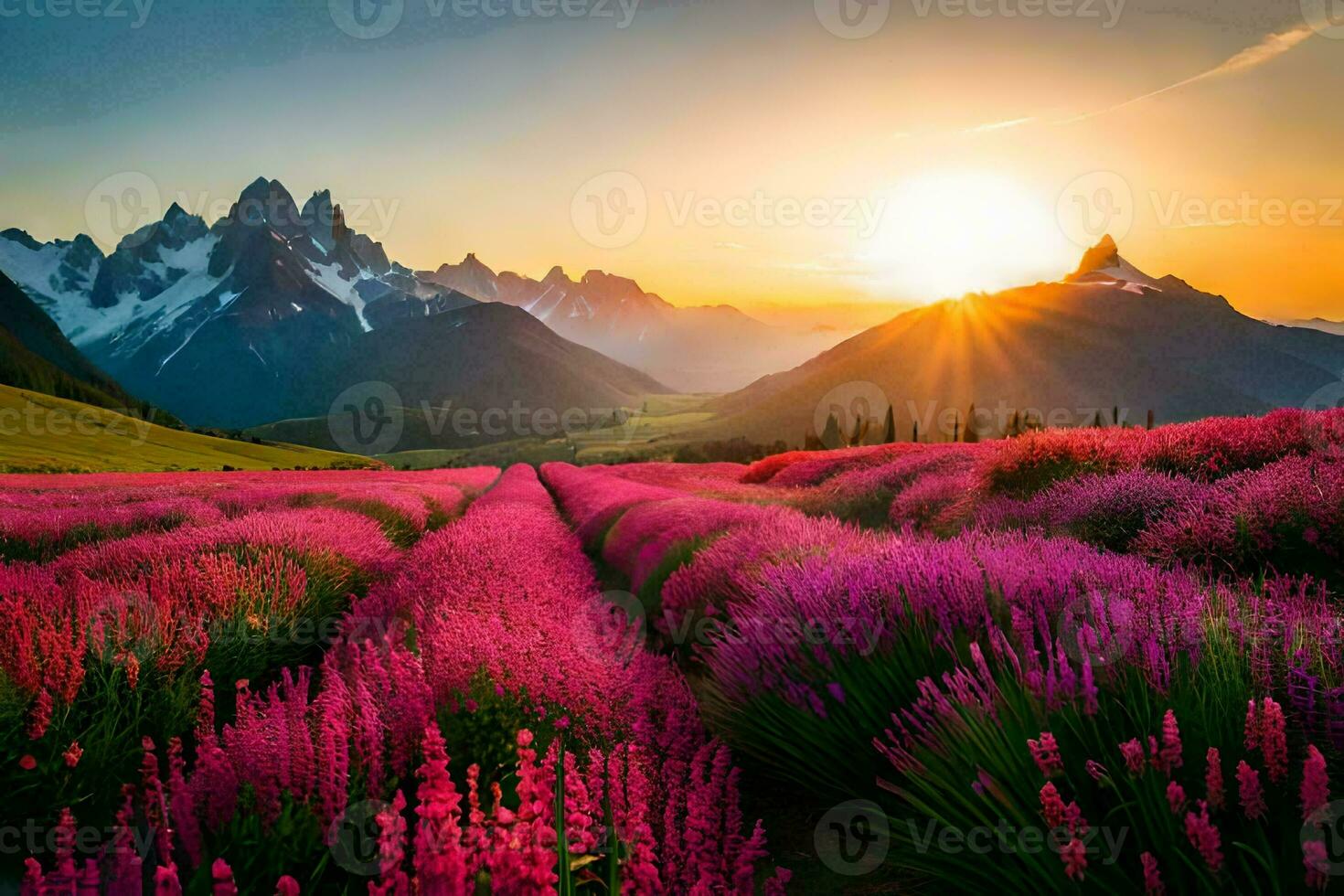 the sun rises over a field of lavender flowers in the mountains. AI-Generated photo