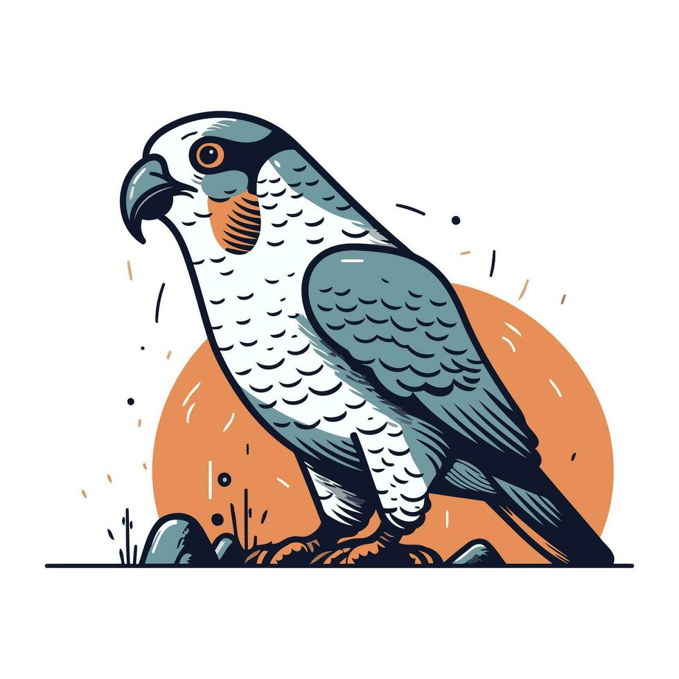 halcón peregrino loro. vector ilustración en blanco antecedentes.