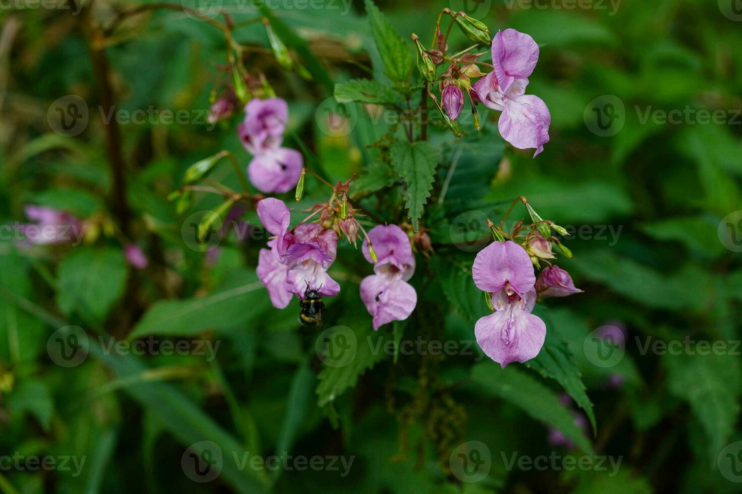 Wildflower Lamium Lamiaceae the german orchid photo