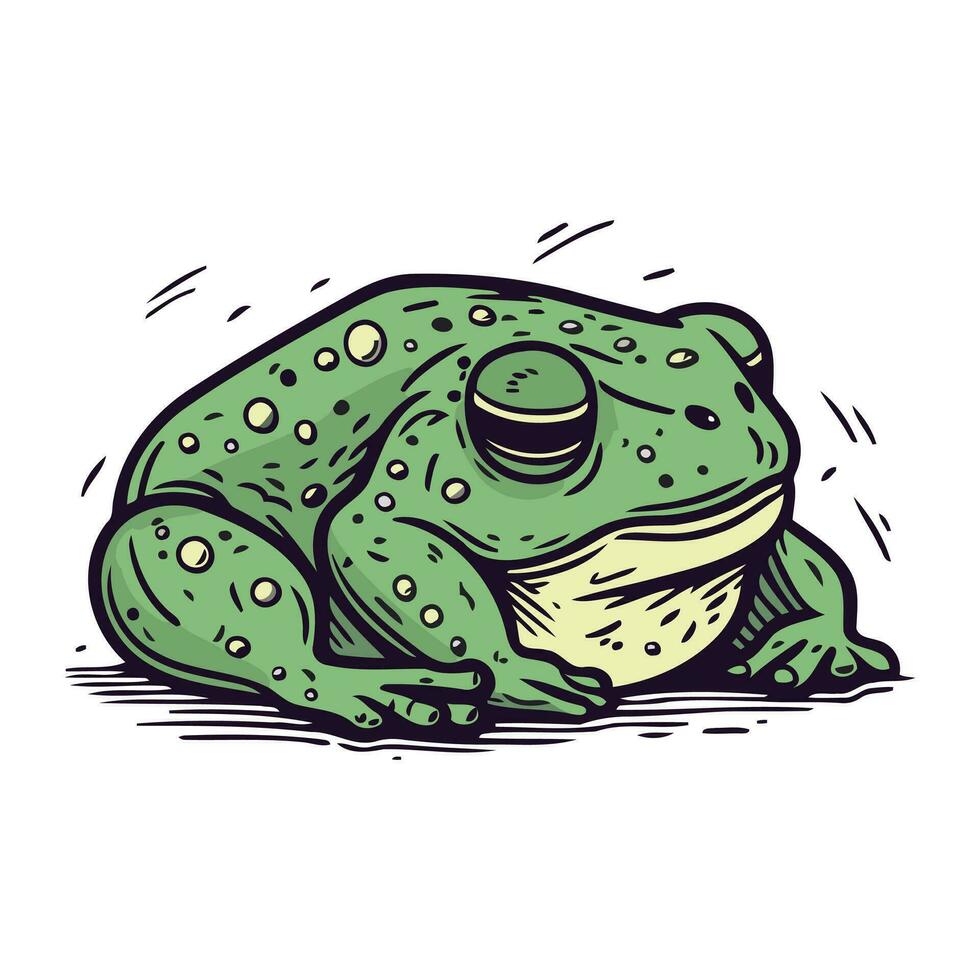 Frog. Hand drawn vector illustration. Isolated on white background.