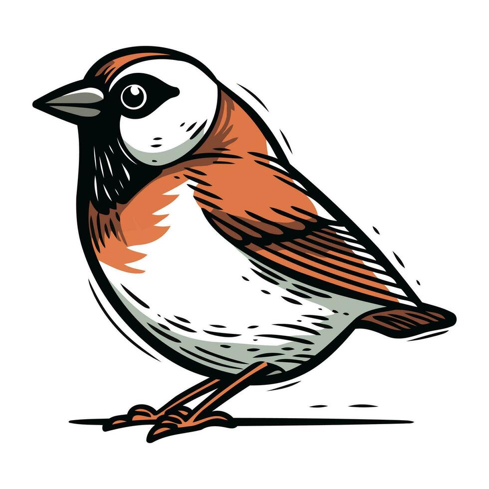 gorrión. vector ilustración de un pájaro en un blanco antecedentes.