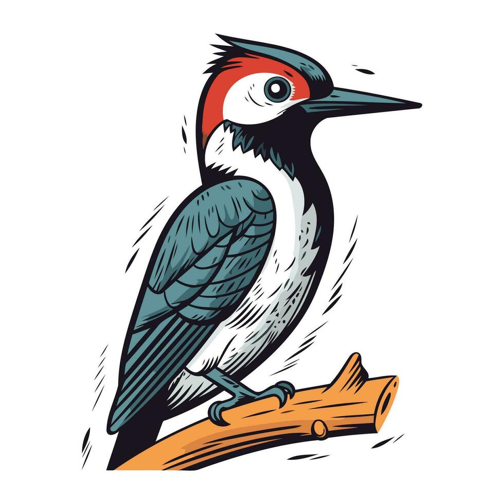 Woodpecker vector illustration. Woodpecker bird isolated on white background.