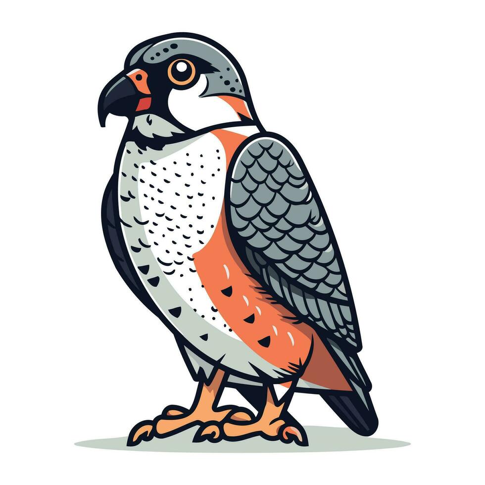 Peregrine falcon. Vector illustration isolated on white background.