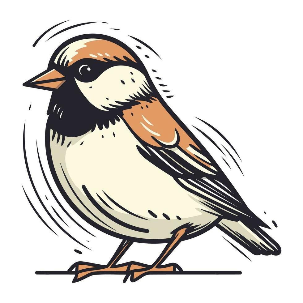 Sparrow. Vector illustration of a bird on a white background.