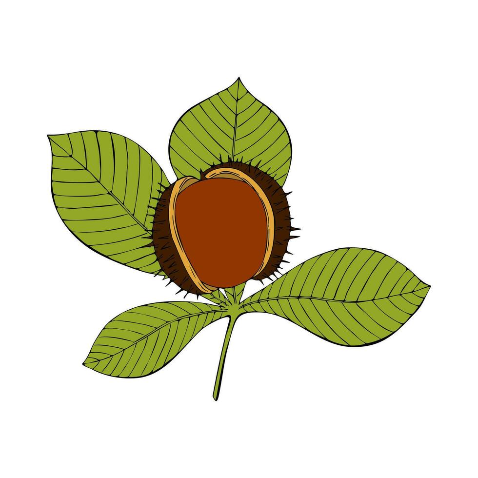 Contour sketch of Chestnut, branch with leaves and nut, isolated, white background. vector