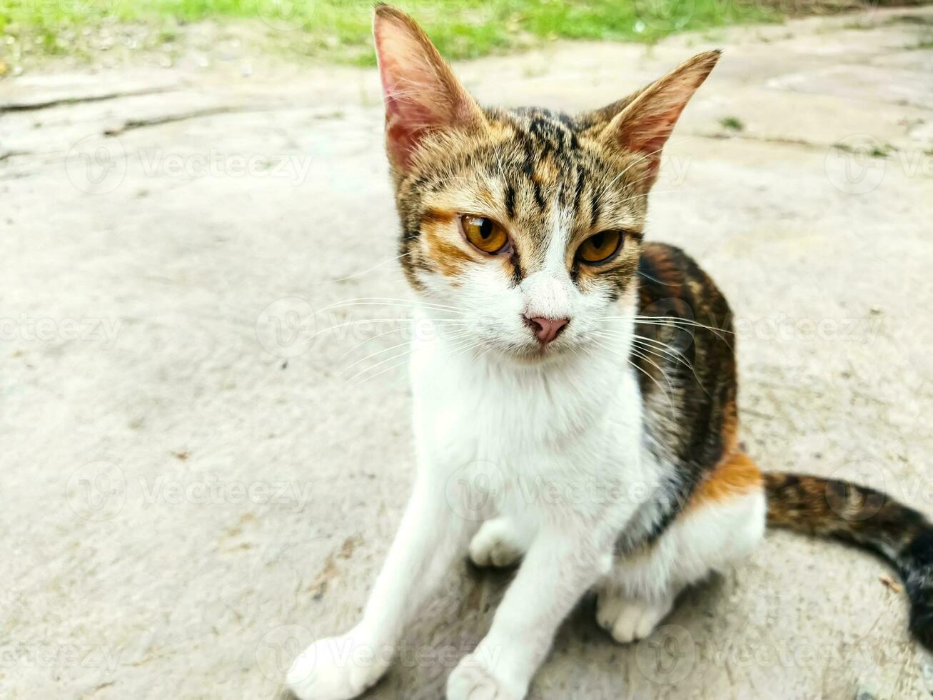Cat sitting on the street. Croatian cat in traditional village. Three color cat. photo