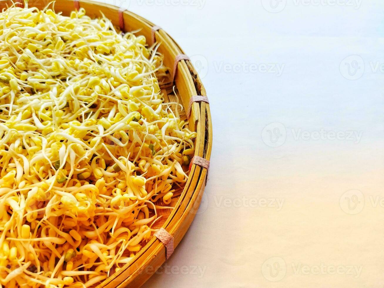 Creative layout made of soya bean sprouts on the white background. photo