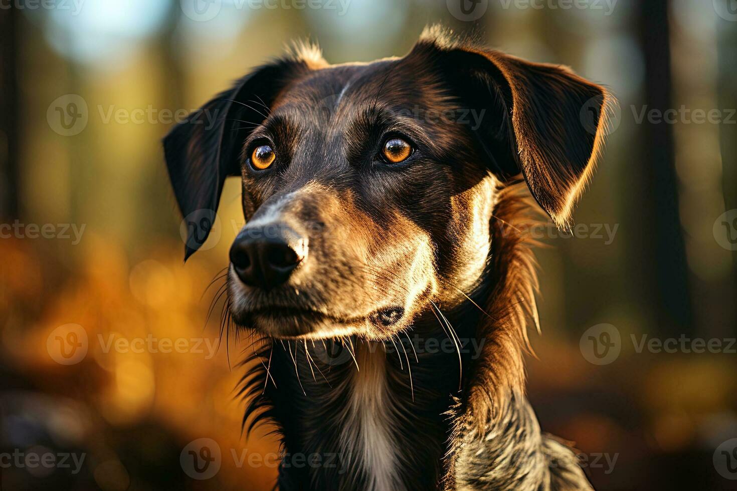 African greyhound, close up photo. Ai generative art photo