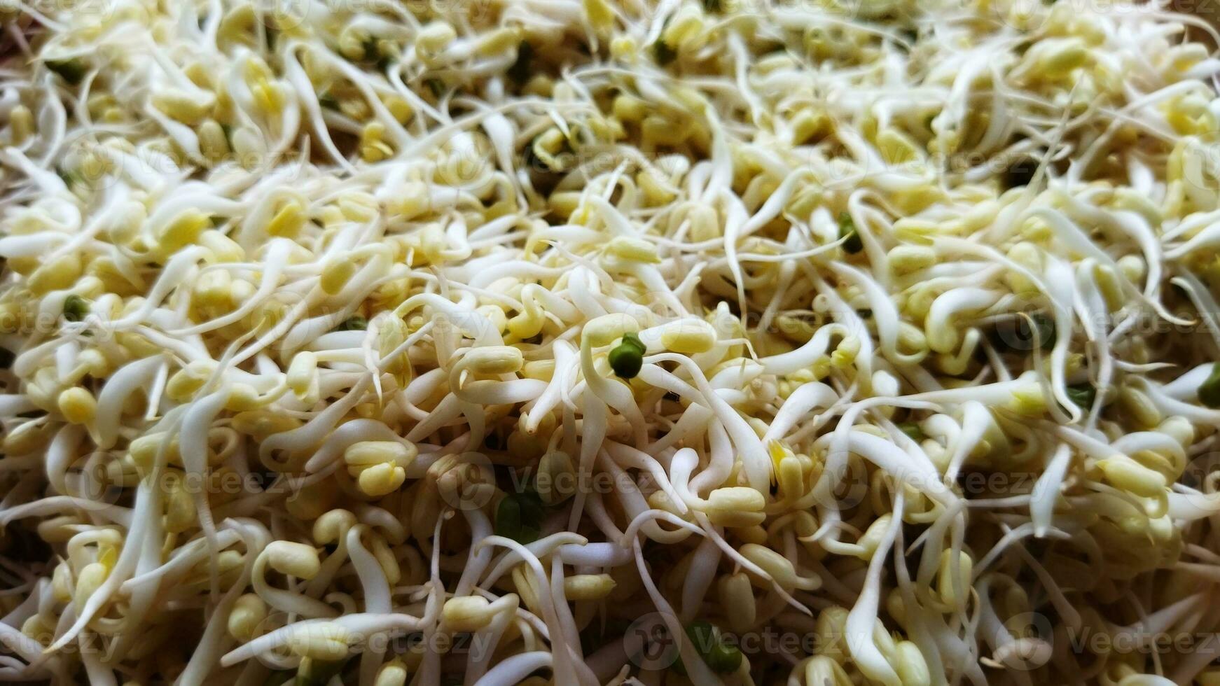 Close up view vast hold fresh Bean kecambah sprout or tauge or toge or taoge from mung beans. Common in Eastern Asian cuisine, from sprouting beans. Deep of field pile of bean sprouts pattern isolated photo