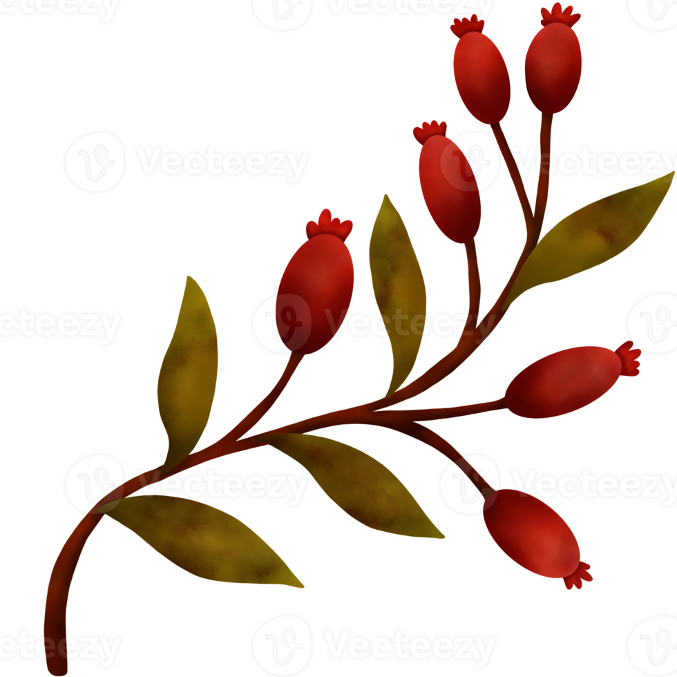 Watercolor Autumn Leaves. Rosehip Autumn Fruit Berry. png